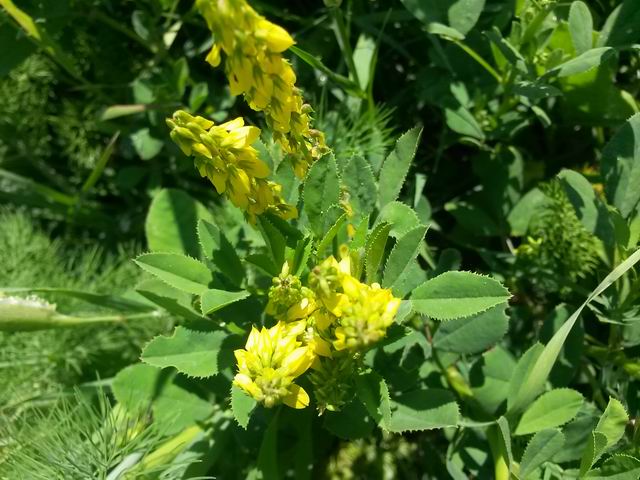 Melilotus sp.